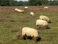 NL, Noord-Holland, Huizen, Tafelberg 2, Saxifraga-Hans Dekker